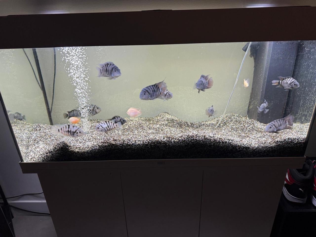 Prachtig agaurum