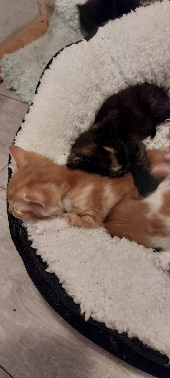 Kittens