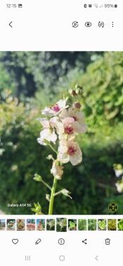 Verbascum