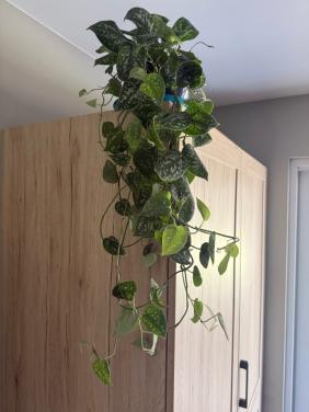 Kamerplant (scindapsus) nieuwprijs 17,50
