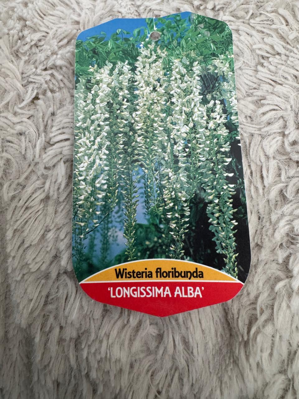 Witte regen(wisteria floribunda) Te Koop