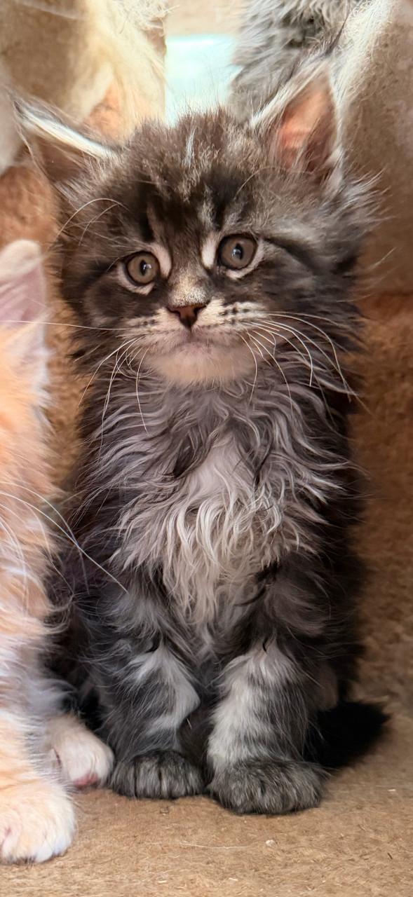 Prachtige Maine Coon kittens