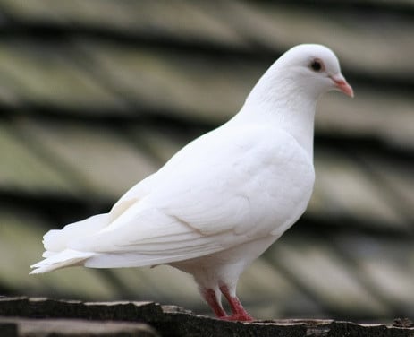 Witte postduif pieper doffer