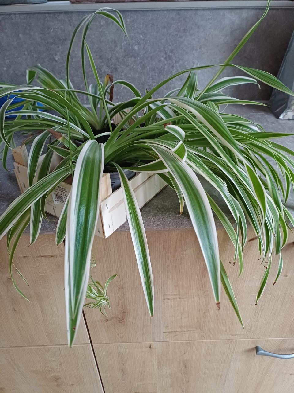 GrasLelie per stuk 1 euro