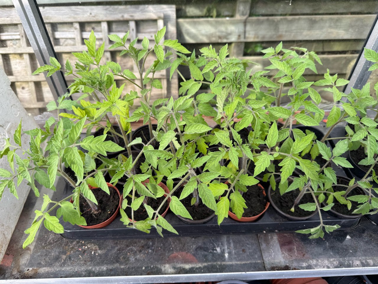 Mooie tomatenstekjes