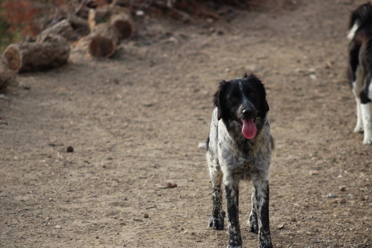 Alora Dog Rescue: Mona, deze knappe meid zoekt een mand