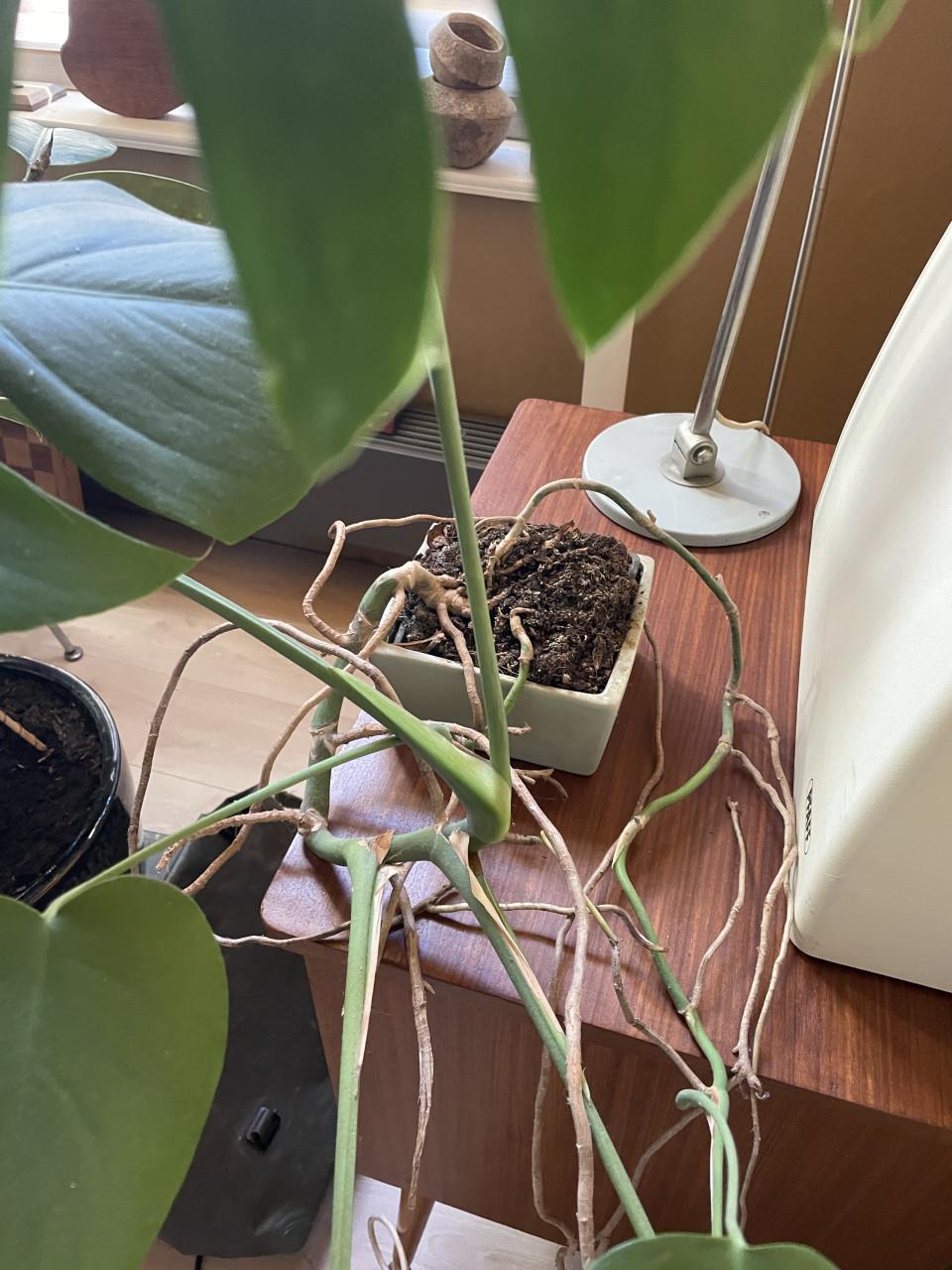 Kamerplant Gratis (Monstera)