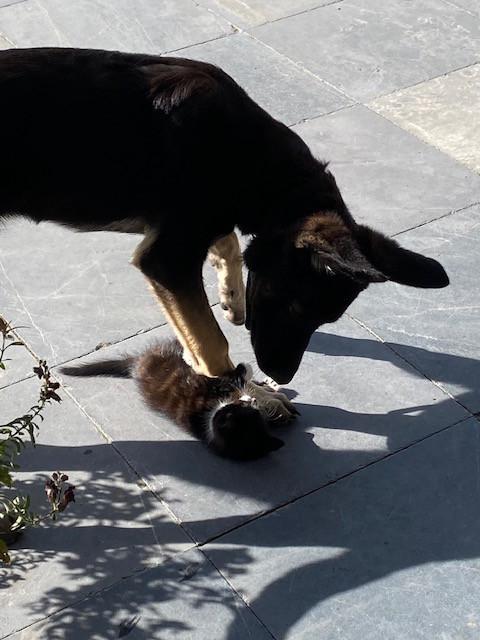 Kitten