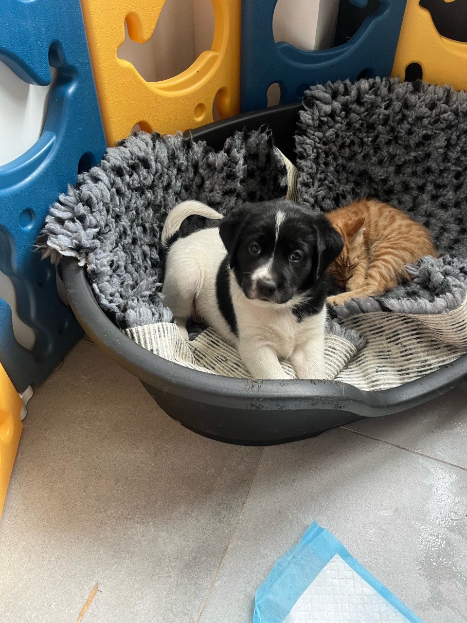 Labrador / Friese stabij puppy’s