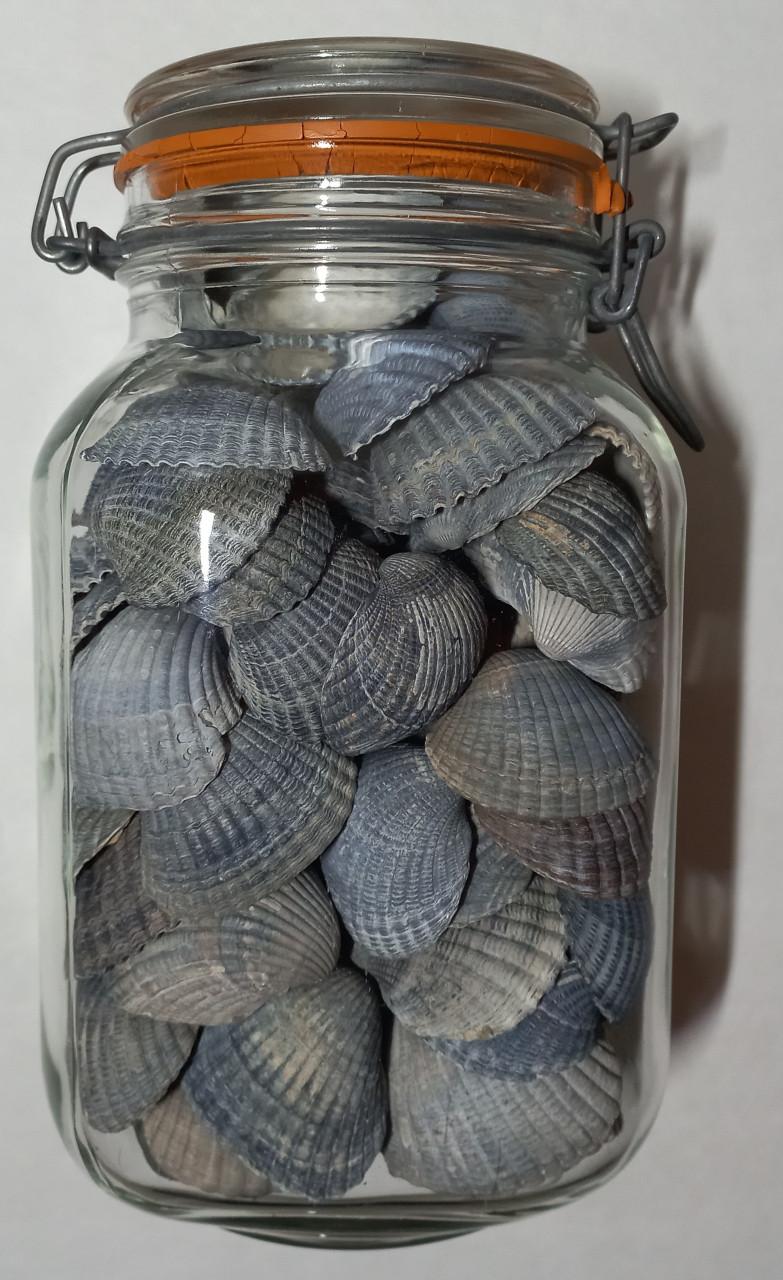 Zeeuwse schelpen in decoratieve glazen potten