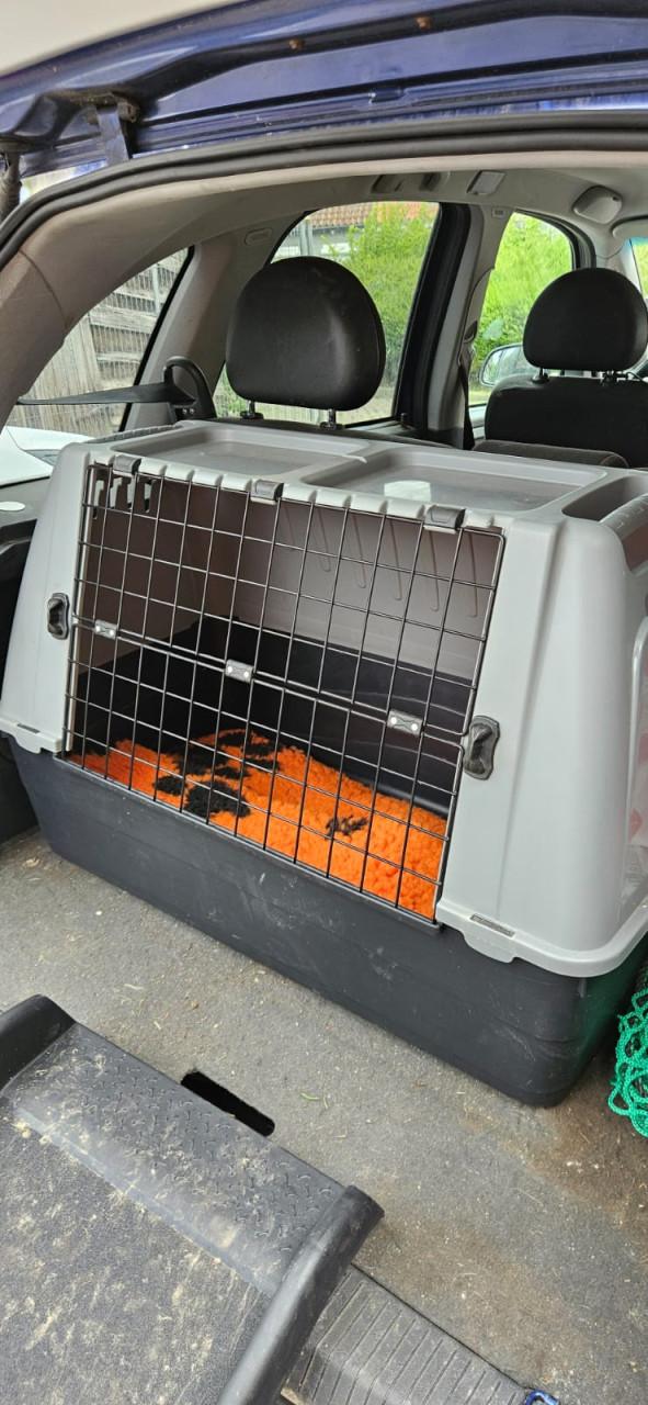 Lichtgewicht autobench hond