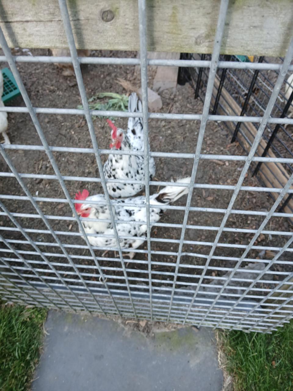 Bonte leghorns.