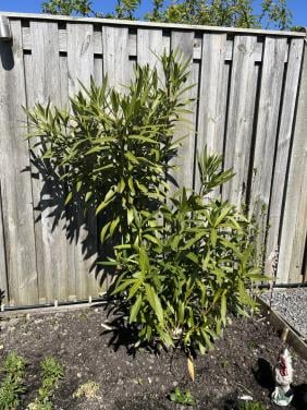Oleander gratis op te halen