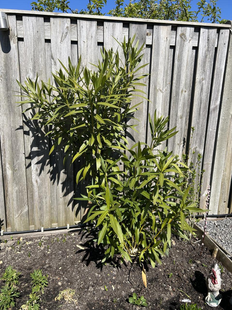 Oleander gratis op te halen