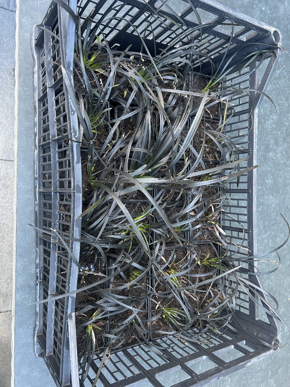 Slangebaard (Ophiopogon planiscapus 'Niger')