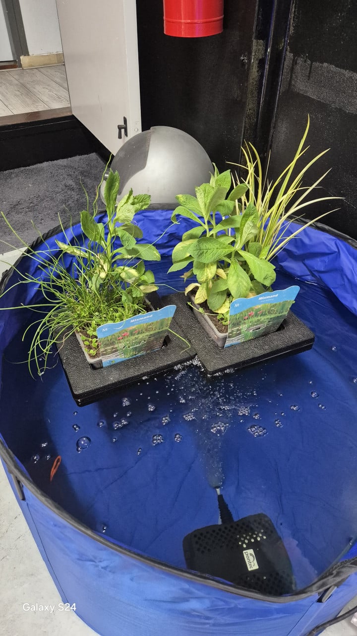 Vijverplanten