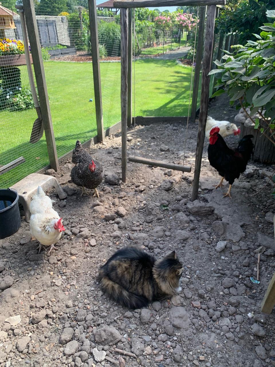 Prachtige buitenkat Bikkel zoekt een nieuw, liefdevol thuis .