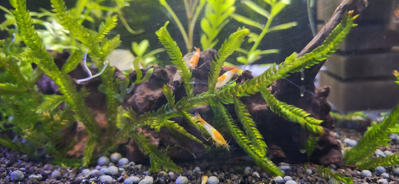 Oranje rili garnalen