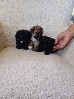 Puppies