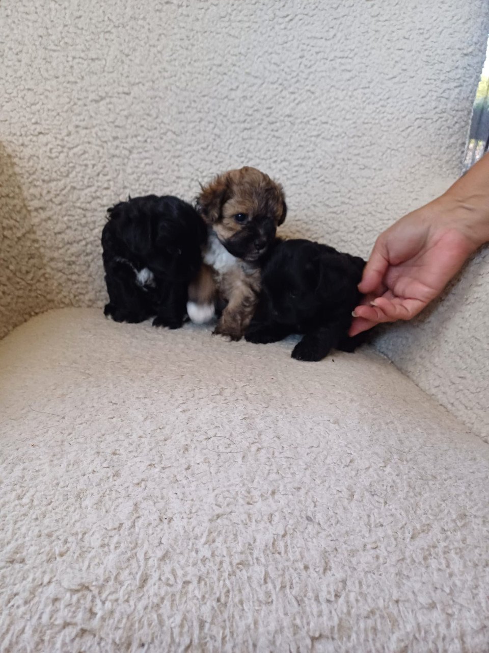 Puppies
