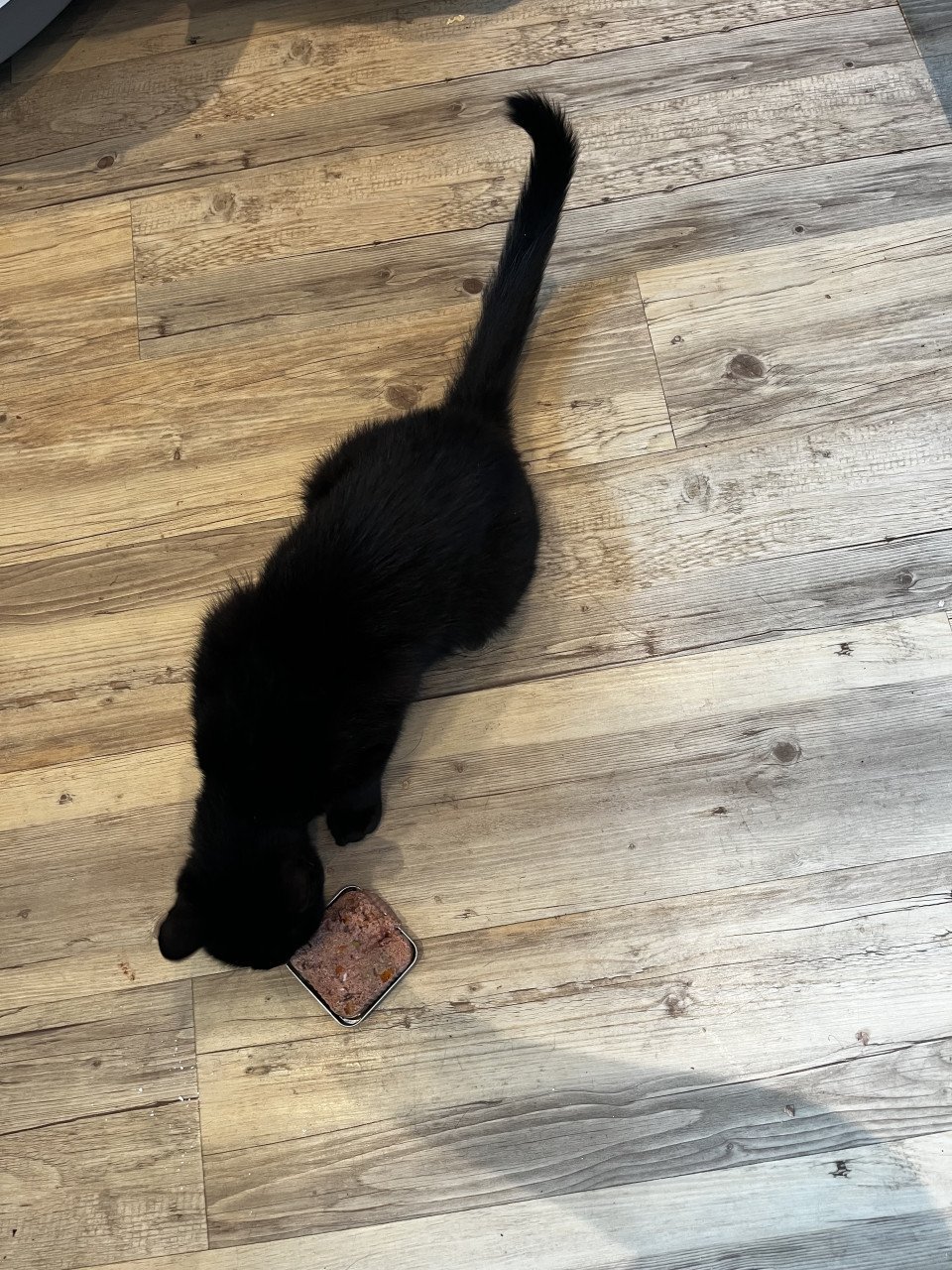Zwarte Kater