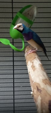 Koppel gouldamadines