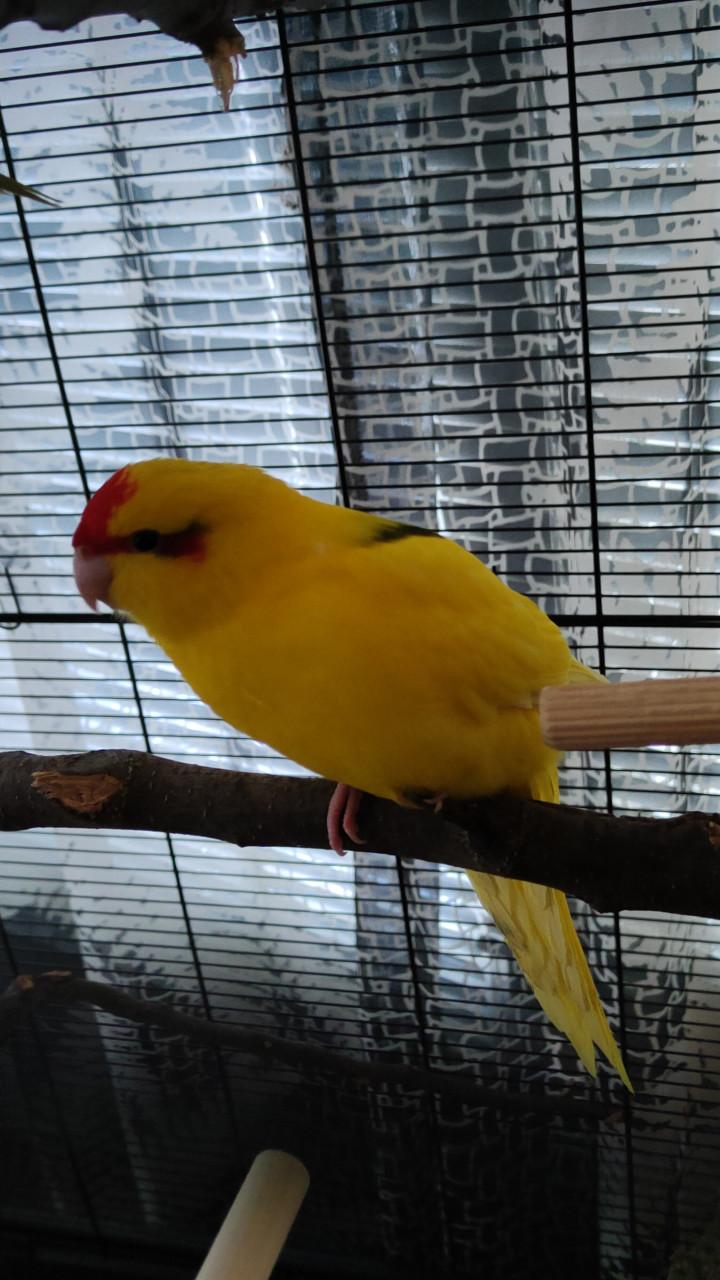 GEVRAAGD !!!! Broedrijpe Kakariki pop