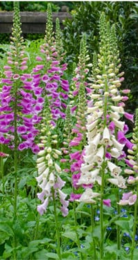 3 vingerhoedkruid plantjes