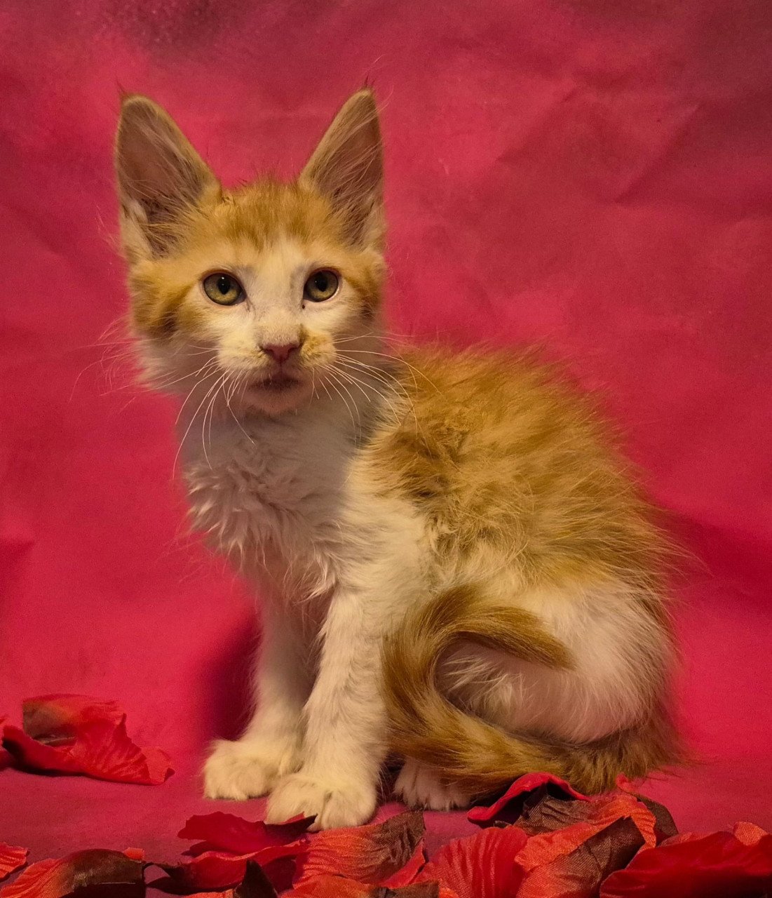 Maine coon kittens (poly en gewoon)NOG 2 BESCHIKBAAR