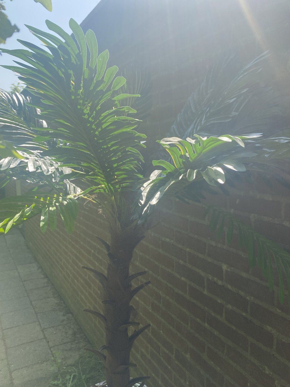 Eric kuster style vaas incl palmboom