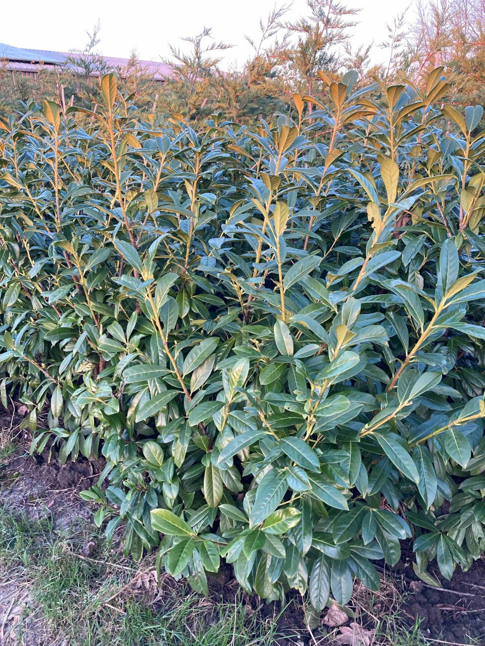 Laurierstruiken Prunus Novita/Herbergii