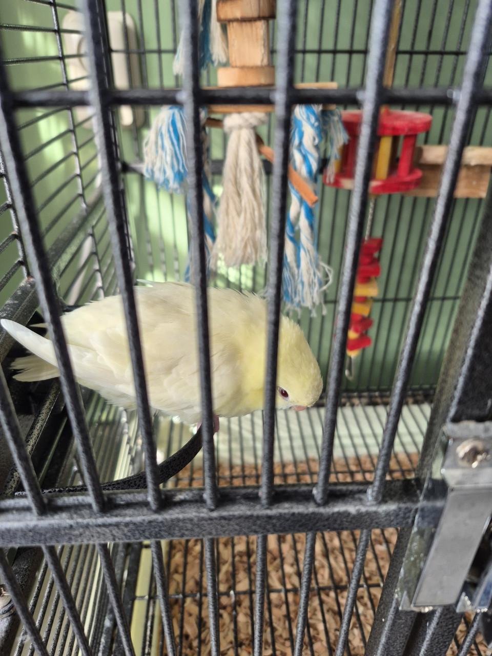 Koppel catarina parkieten