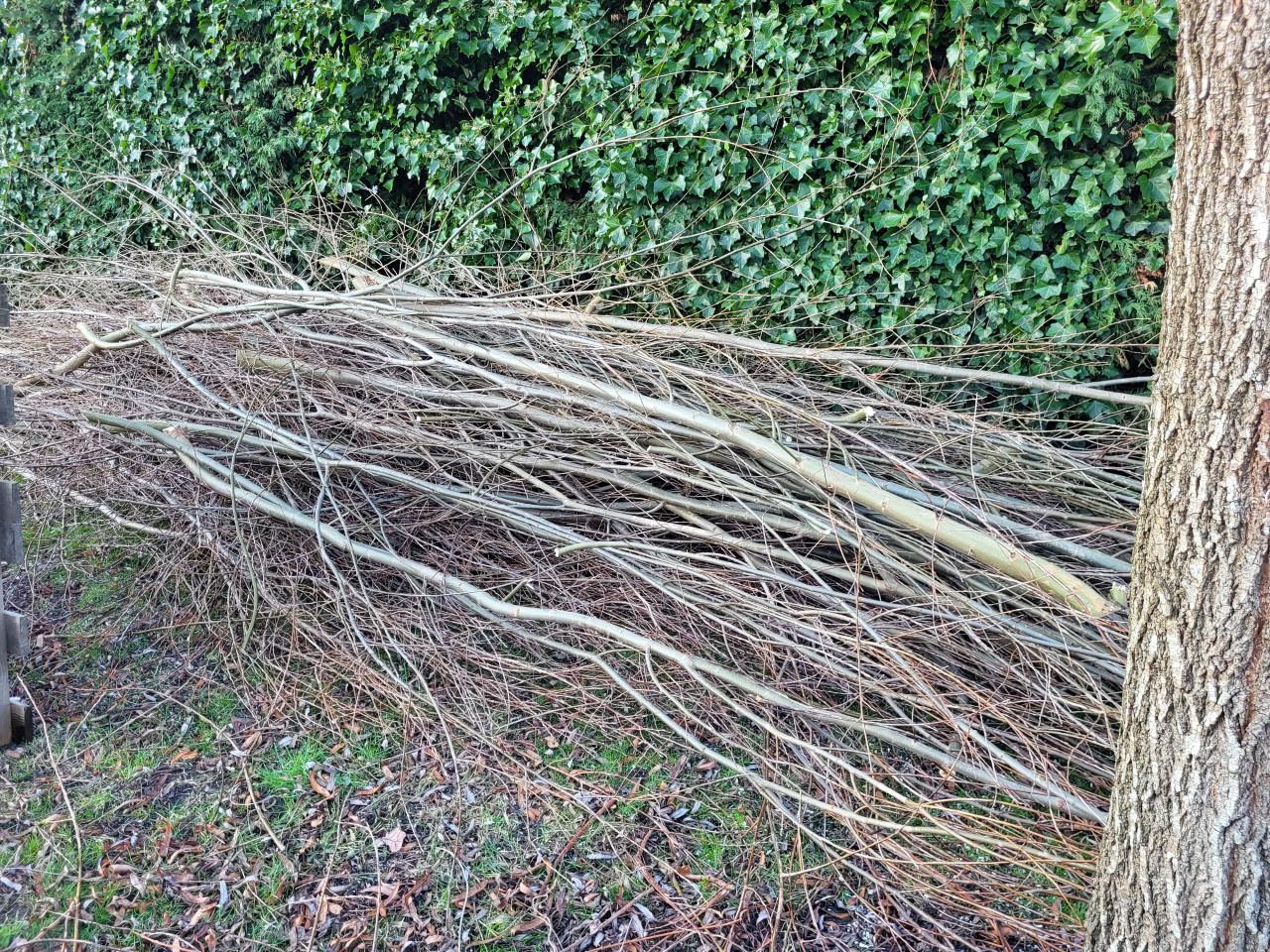 Gratis: wilgentakken 24-1 gesnoeid