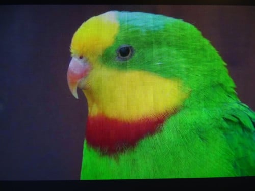 Te koop gevraagd  barraband parkiet man broedrijp geringd!! prijs n.o.t.k