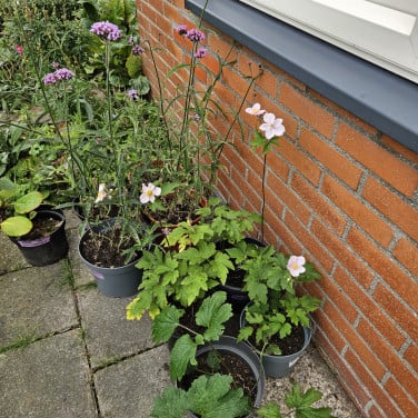Verbena  ijzerhard