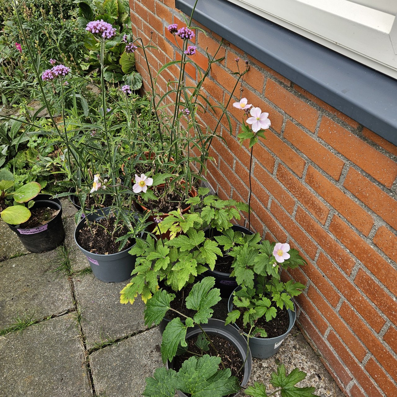 Verbena  ijzerhard