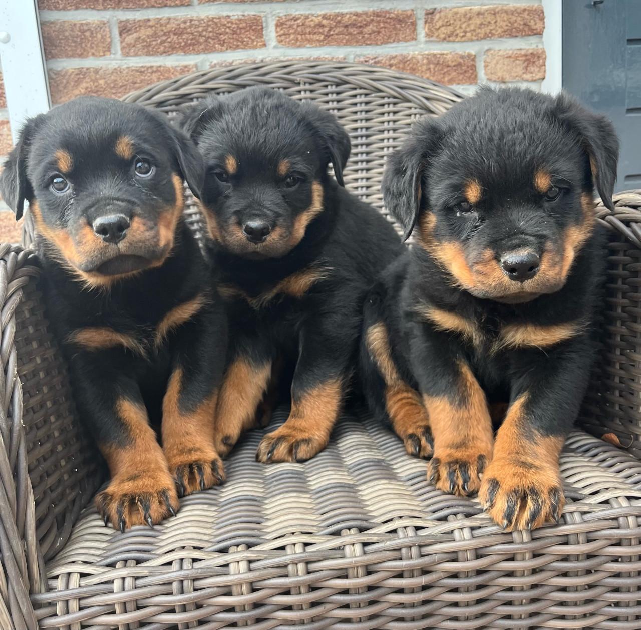 Rottweiler pups