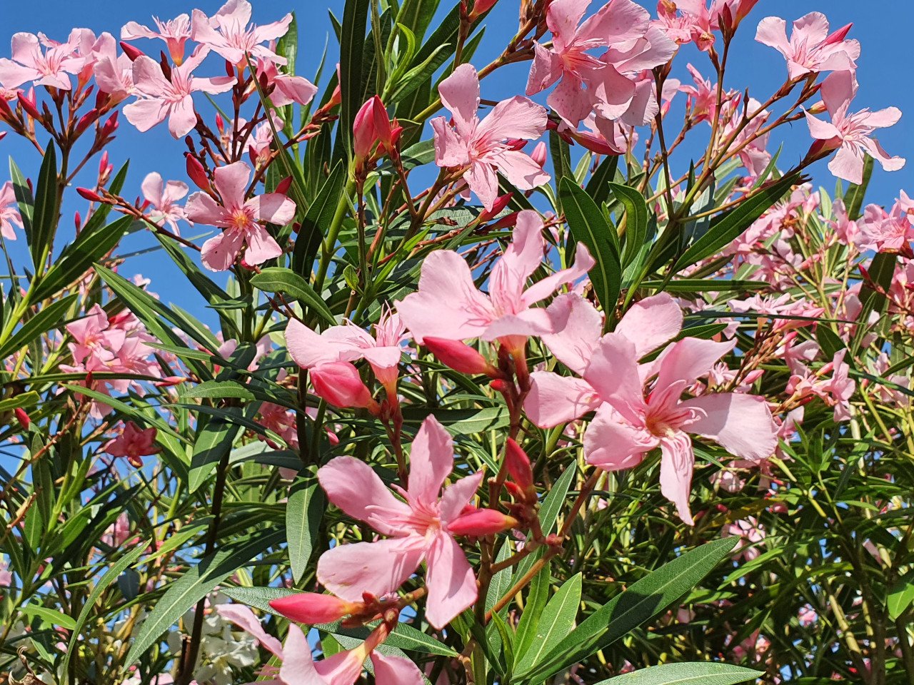 Toscaanse jasmijn, oleanders en meer