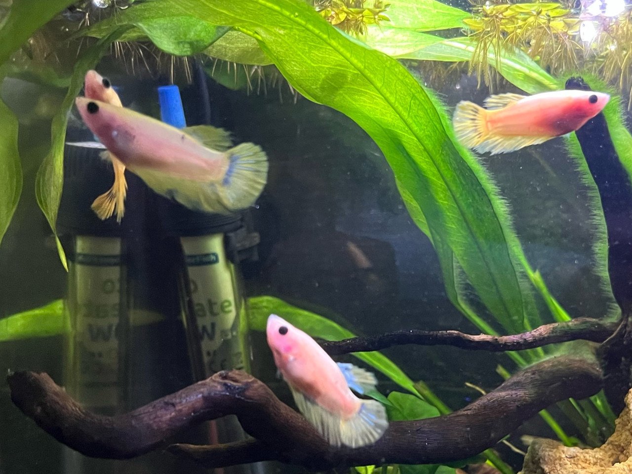 Betta vissen vrouw geel, blauw