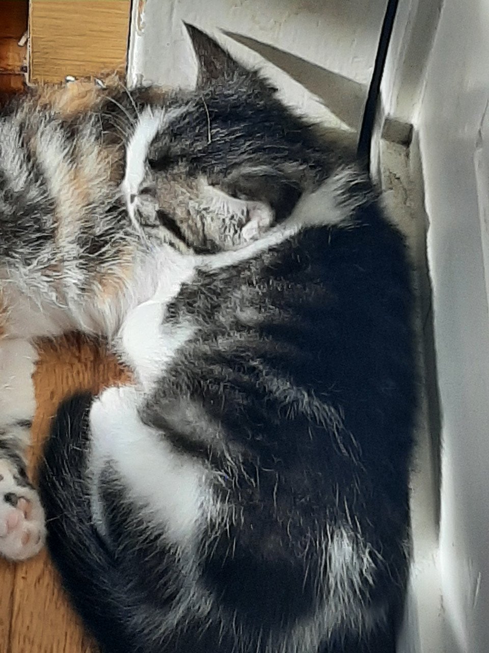 Lapjes kittens