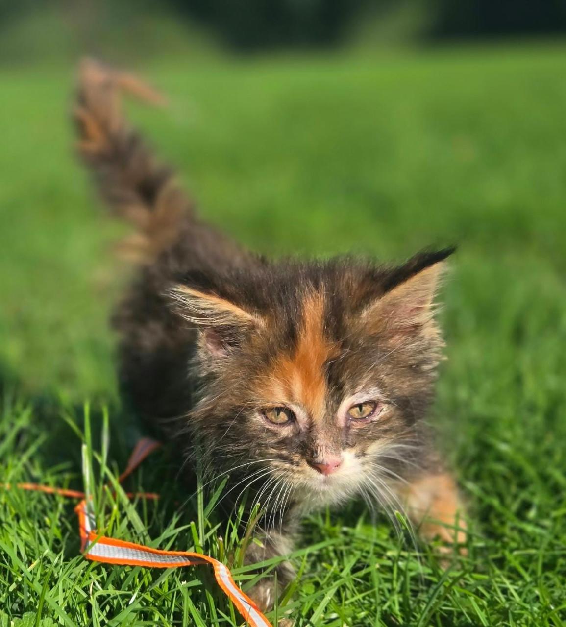 Volbloed maine coon kittens