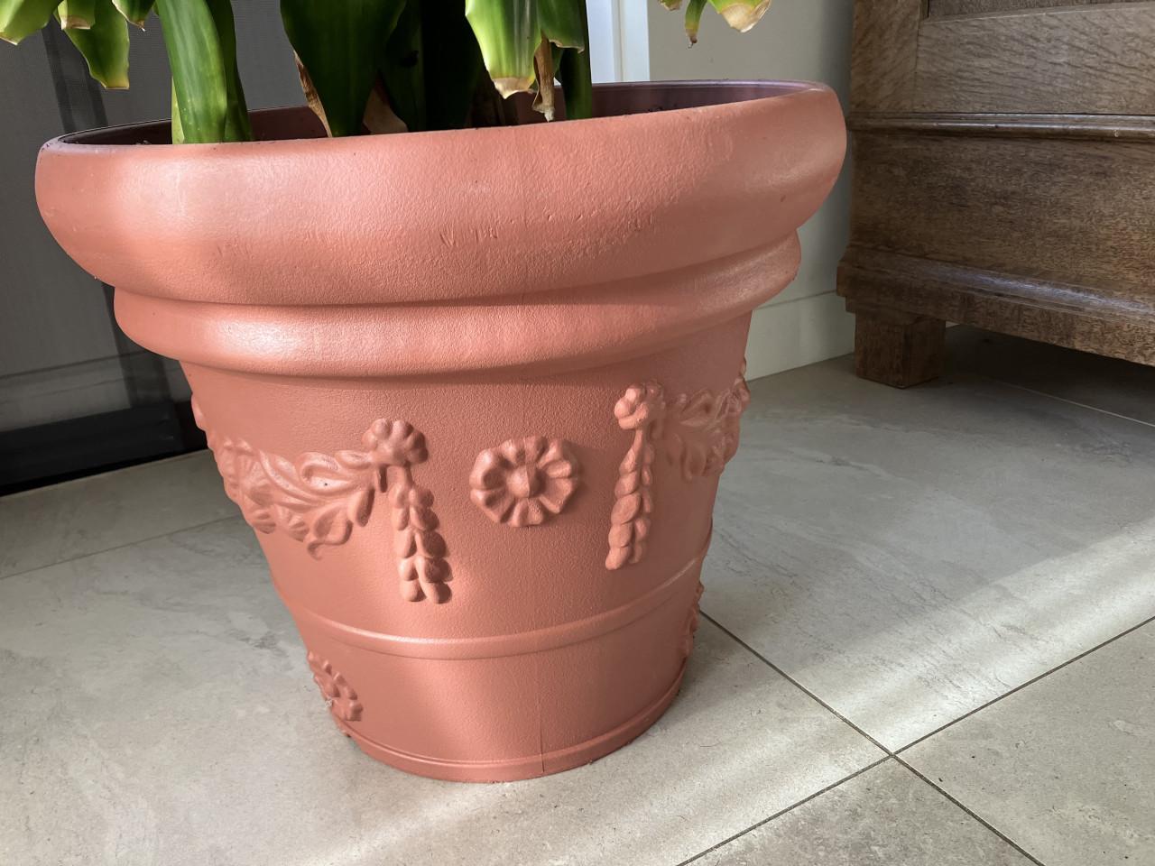 Hoge Kamerplant 2 meter.