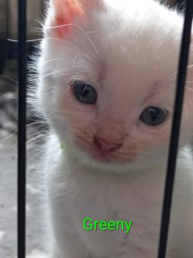Nog 2 prachtige sociale kittens zoeken een forever home