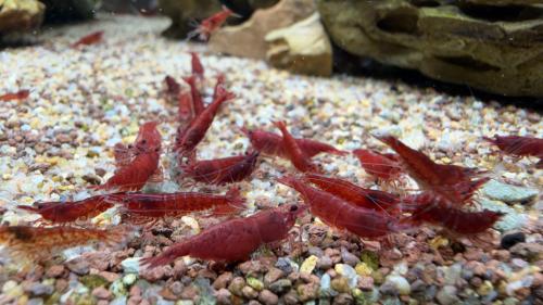 Bloody mary Neocaridina Davidi