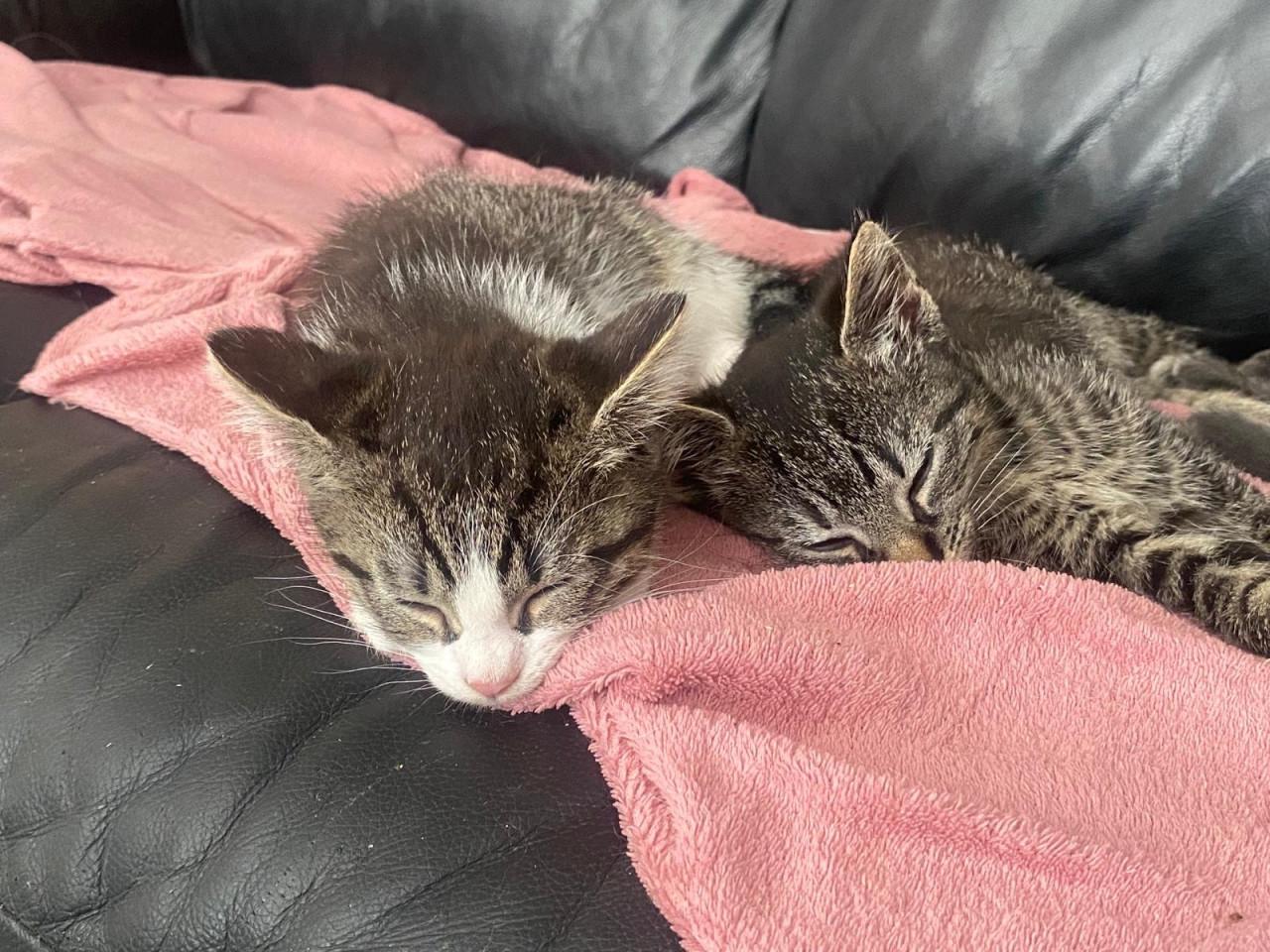 Kittens