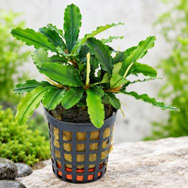Premium aquariumplanten – Direct afhalen in Zeeland