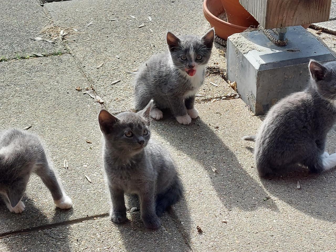 Kittens