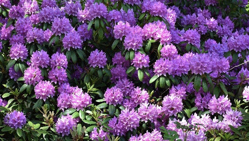 Forse Rhodondendron Ponticum struiken ca. 120 cm