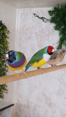 Gouldamadines (tt-kwaliteit)