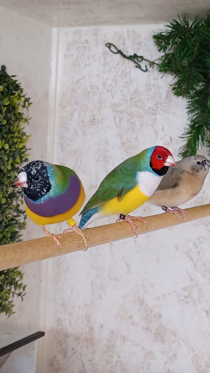 Gouldamadines (tt-kwaliteit)